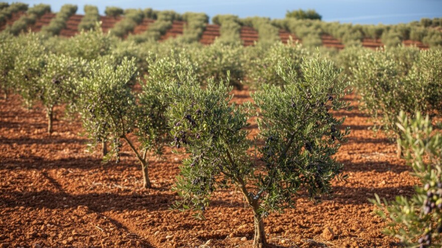 Ekološki uzgoj maslina