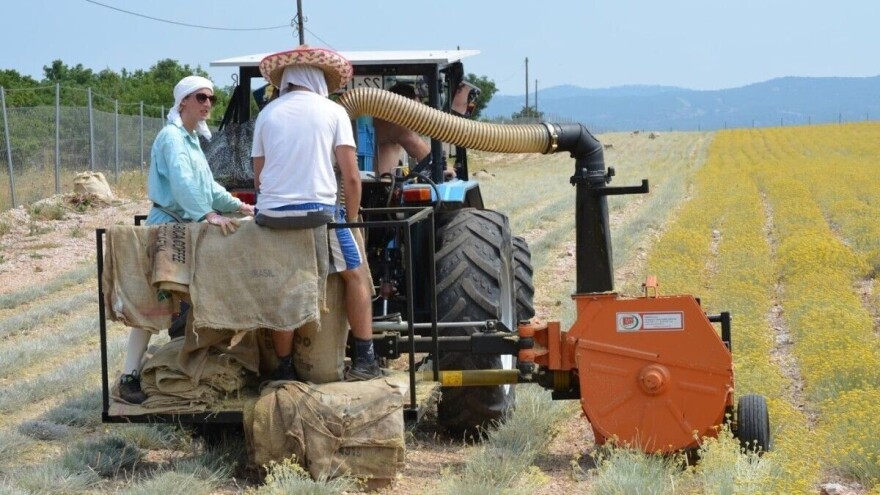 Ekološki uzgoj smilja odveo ih na azijsko tržište i vratio nadu u posao