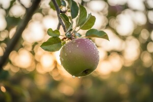 Ekološko suzbijanje jabučnog savijača