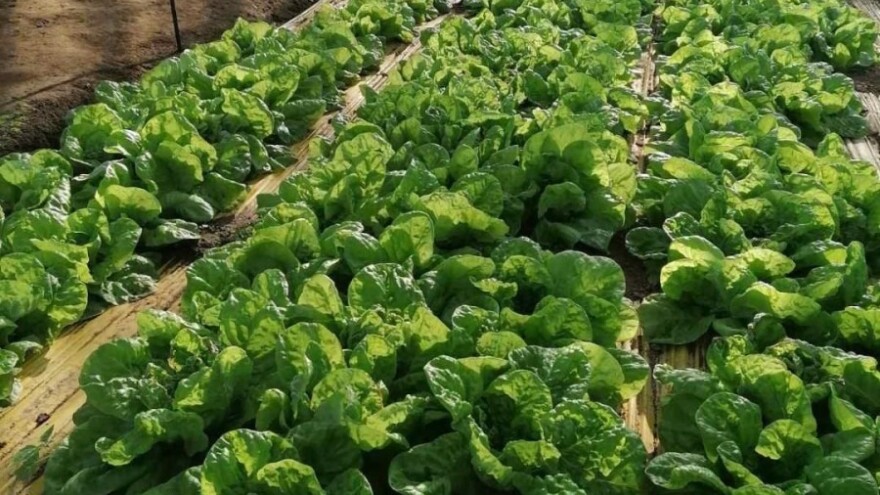 KPZ: Od proizvodnje hrane do mogućnosti za pokretanje svog posla