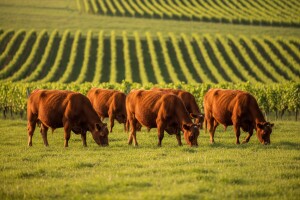 Ekostočarima država duguje lanjske poticaje