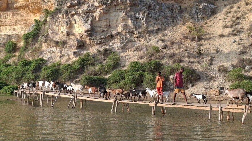 Priča sa Madagaskara: Glavna kultura je pirinač, a ključnu ulogu u pripremi zemlje ima govedo zebu