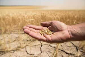 Ekstremne vrućine i poljoprivredne kulture