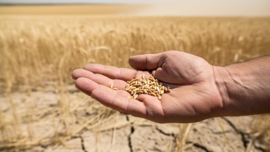 Ekstremne vrućine i poljoprivredne kulture