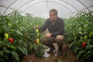 Ekstremno vrijeme smanjilo izraelske prinose