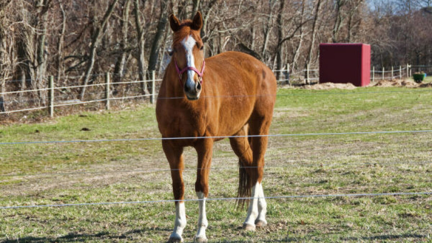 Upotrebom električnog pastira do smanjenja gubitaka