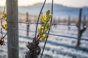 Električnim žicama protiv kasnog mraza u vinogradu?