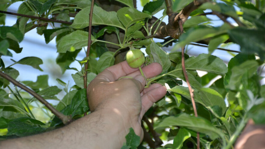 Zbog mraza proglašena elementarna nepogoda
