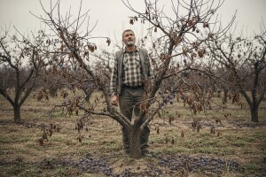 Elementarne nepogode osušile račune voćara