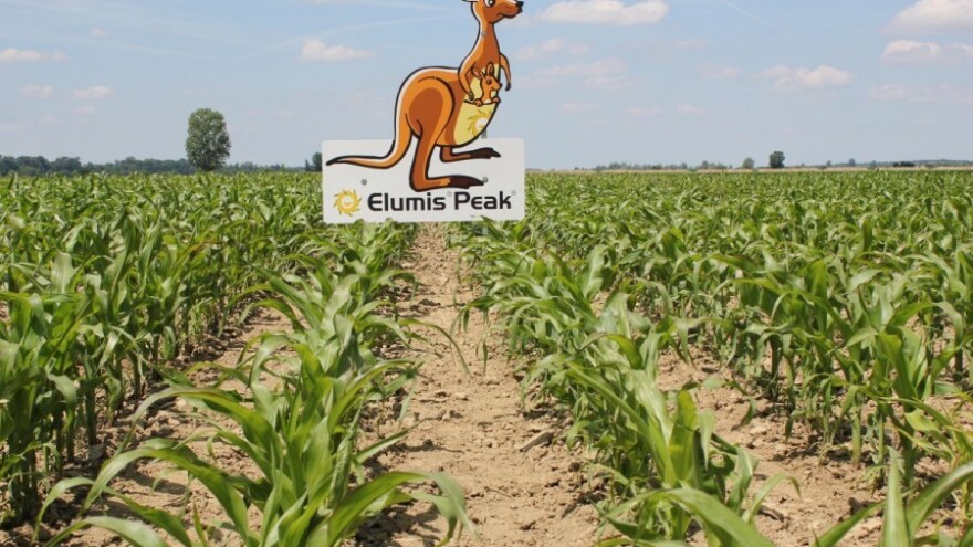 Kako i kada suzbiti korove u kukuruzu?