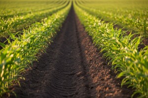 ElumisPeak u klokan izdanju rješenje za kukuruz