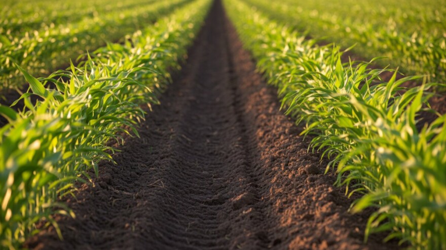 ElumisPeak u klokan izdanju rješenje za kukuruz