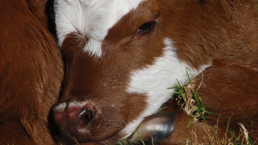 Stočari, znate da je embriotransfer kod goveda dostupan i u BiH?