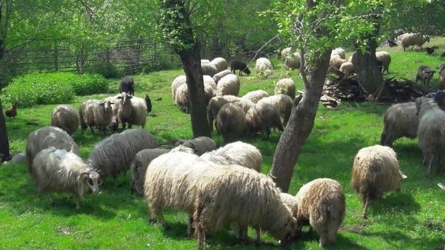 Tražio prostor za kondicijski centar pa postao uzgajivač ličke pramenke i kokoši hrvatica