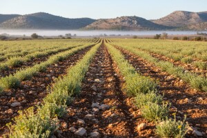 Emir Kusturica ulazi u ozbiljan posao sa smiljem