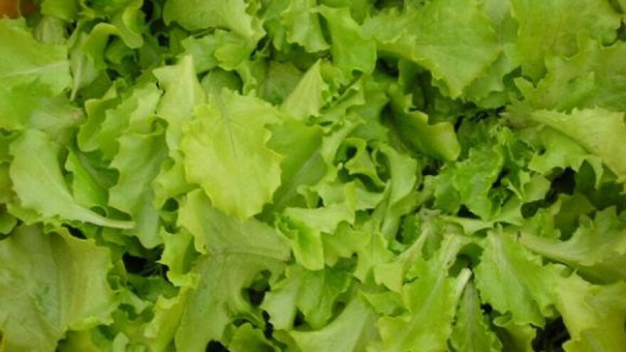 Endivija - sjetva od lipnja