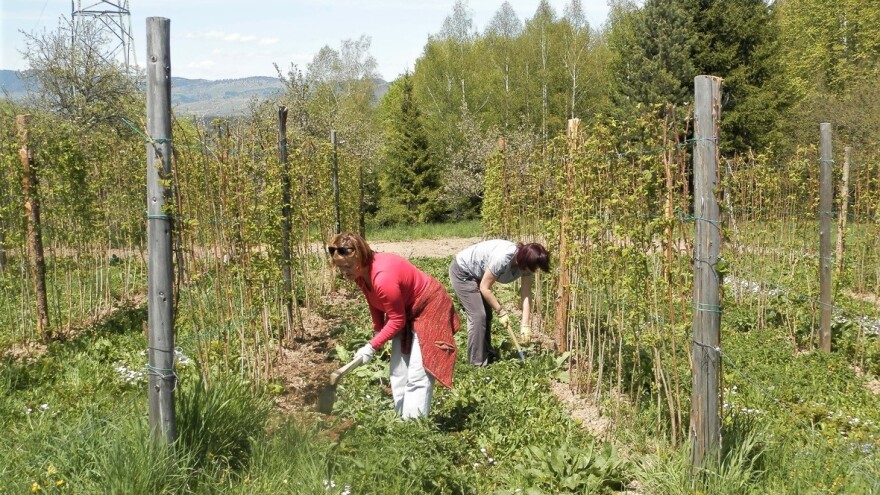 U opštini Nova Varoš niče 50 novih malinjaka