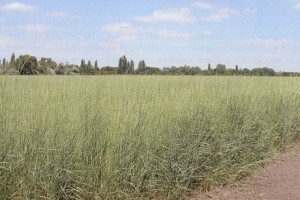 Energetska trava za proizvodnju bioplina