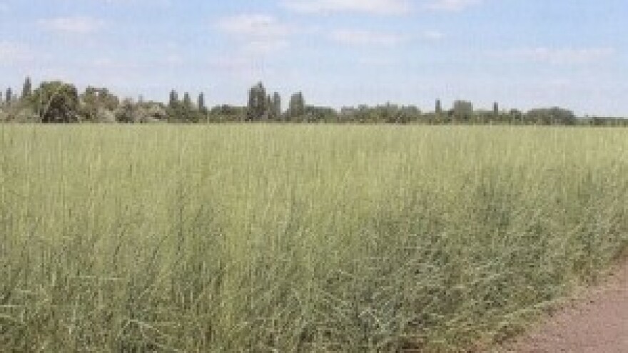 Energetska trava za proizvodnju bioplina