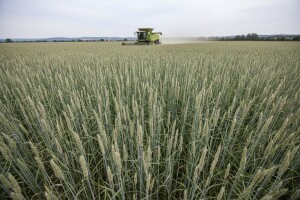 Energetska trava za proizvodnju bioplina