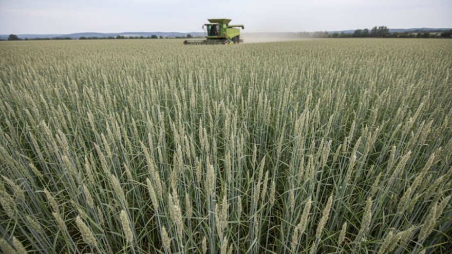 Energetska trava za proizvodnju bioplina