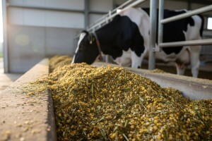 Energetski gubici? Zaštitite kukuruznu silažu!