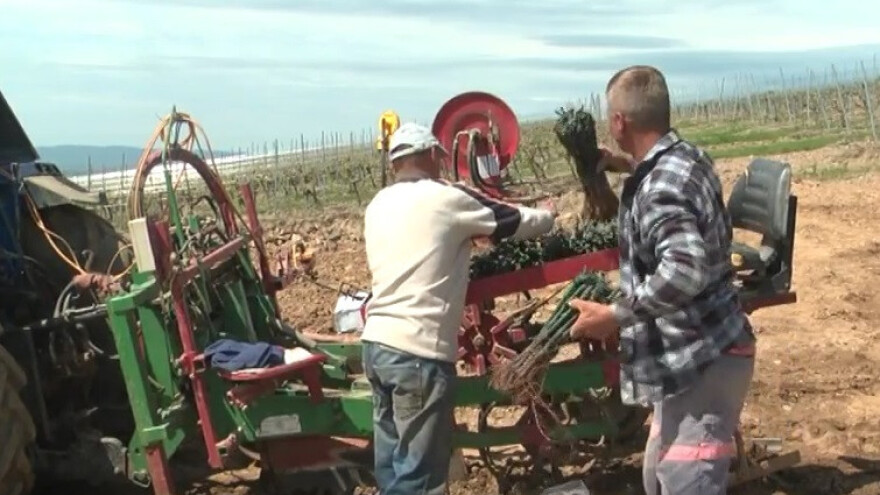Enjingi uvodi trinaestu sortu i širi vinograd