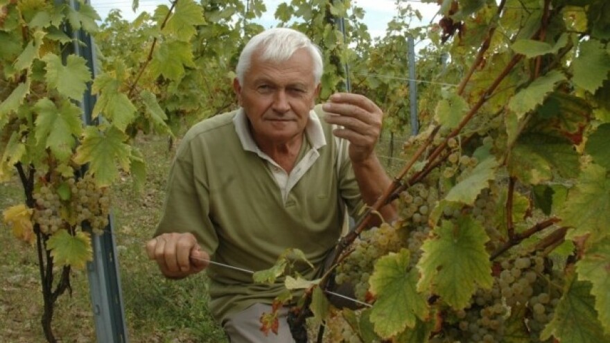 10% štete u vinogradu Ivana Enjingija