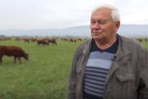 Ivan Enjingi ima vrhunska vina, ali i crvena angus goveda!