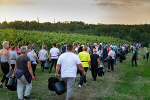 Sušna godina donijela i nikad raniju berbu grožđa - prinosi slabiji, ali kvaliteta viša