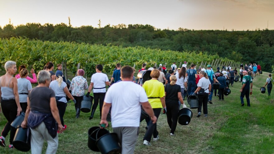 Sušna godina donijela i nikad raniju berbu grožđa - prinosi slabiji, ali kvaliteta viša