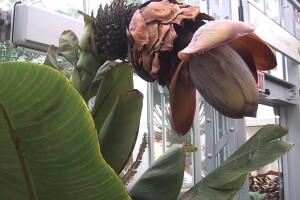 Enset ili banana na steroidima - biljka koja može preživjeti globalno zatopljenje?