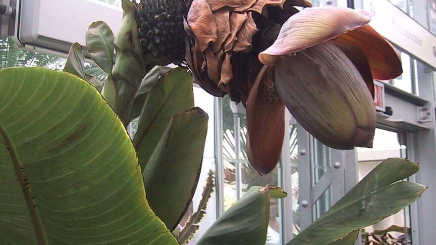 Banana na steroidima može da preživi globalno zagrevanje?