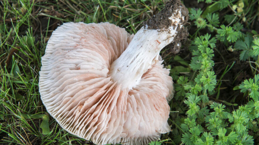 Sive šljivovače rastu uz voćkarice