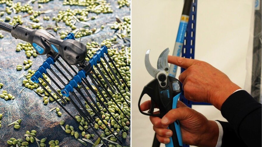 Kako izgleda rad kraljice tresača maslina i rezidba s tla?