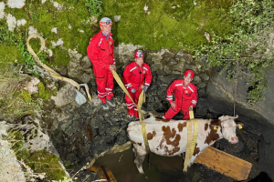 Spasili kravu upalu u bunar: Alfi želimo brz oporavak - da što više pase, a što manje 'roni'