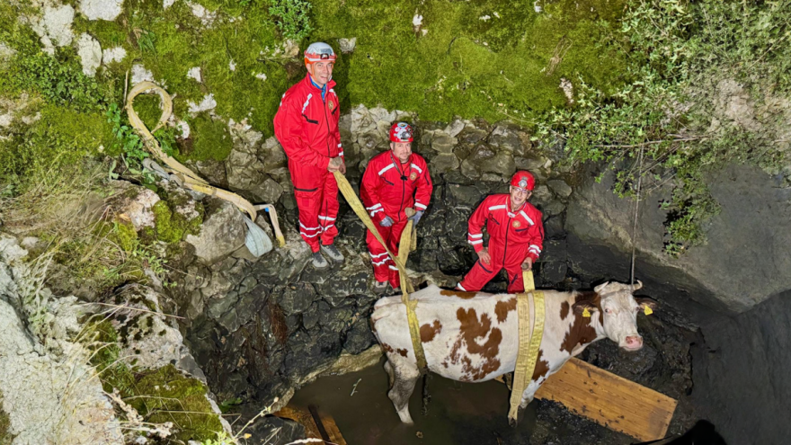 Spasili kravu upalu u bunar: Alfi želimo brz oporavak - da što više pase, a što manje 'roni'