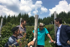 Malinari prisiljeni na sve uslove, traže pomoć države, a malina trune pa se kvari i zdrava