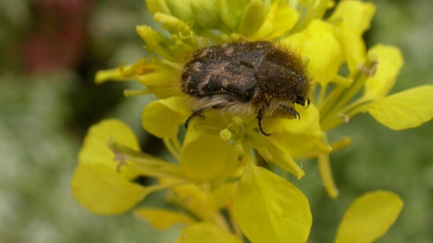 Dlakavi ružičar će se pojaviti ranije zbog visokih temperatura - napada sve što cvjeta