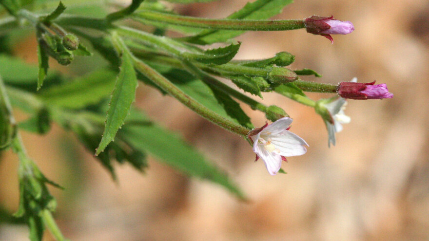 Vrbovka: Invazivni korov je posljedica pretjerane uporabe glifosatnih herbicida