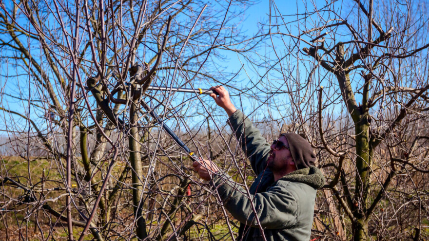 Kako obaviti rezidbu zapuštenog voćnjaka