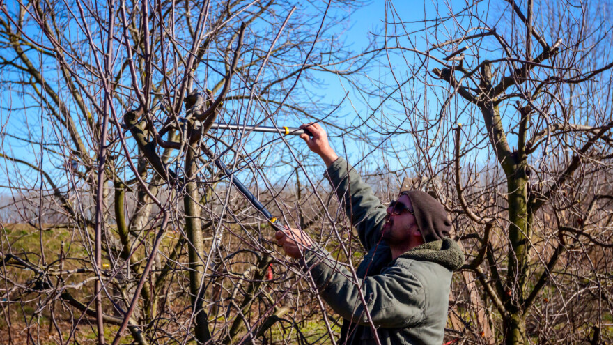 Kako obaviti rezidbu zapuštenog voćnjaka