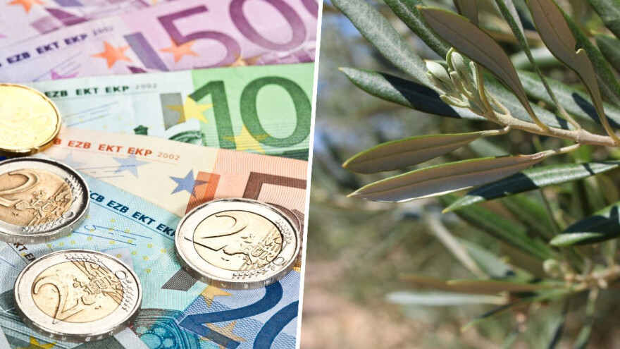 Uzeo 220.000 eura za nepostojeći maslinik? EU tužitelji podigli optužnicu