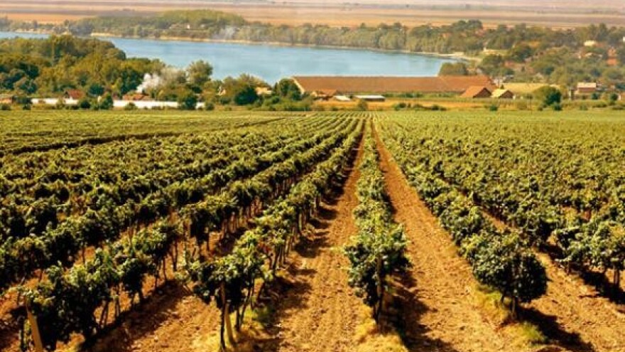 Butelja traminca - 999 kuna!