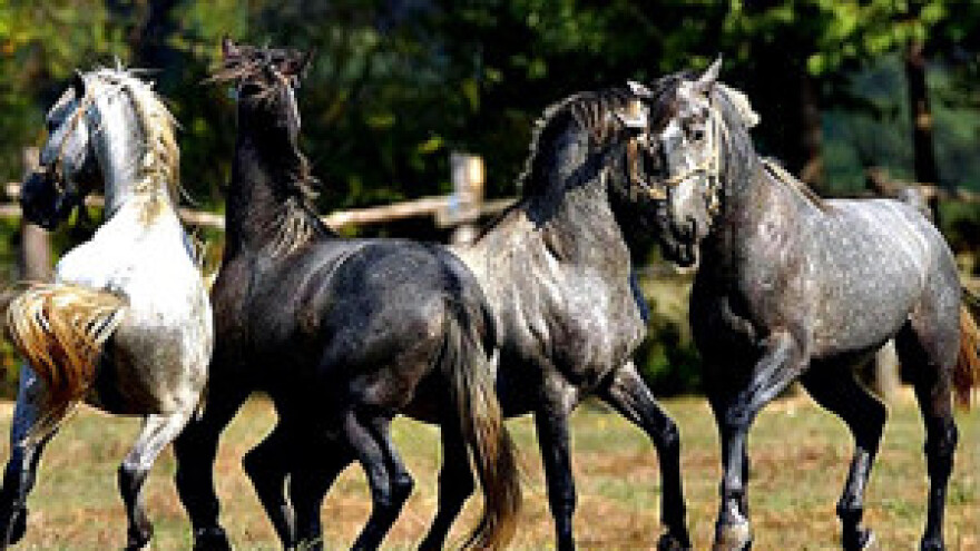 O đakovačkoj ergeli još će se razgovarati