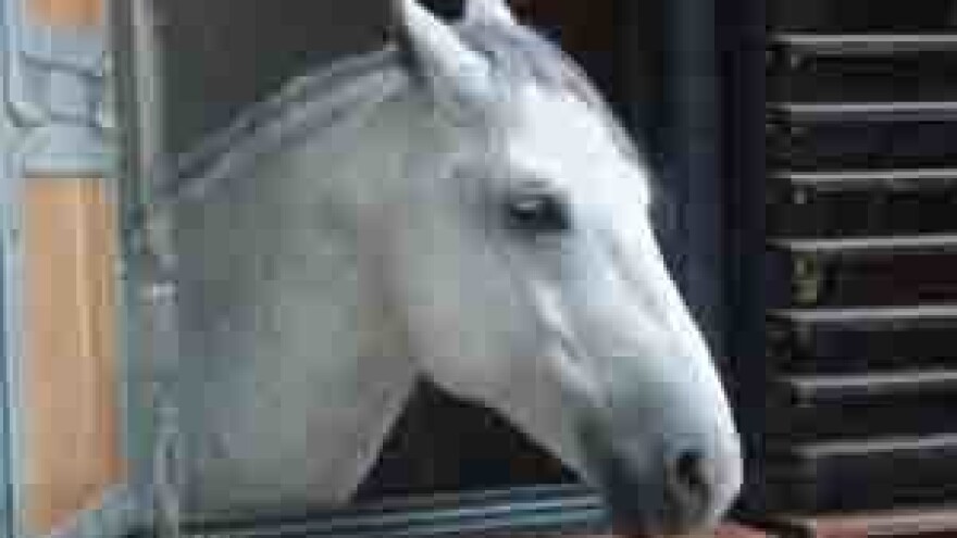 Nema straha za budućnost Ergele