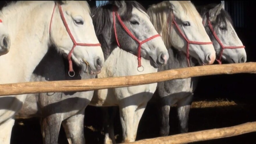 Kroz projekt Raminac lipicanci dobivaju novu ergelu