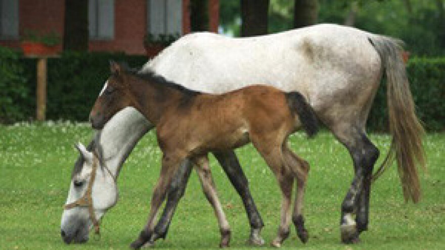 Status državne samo Ergeli Đakovo?