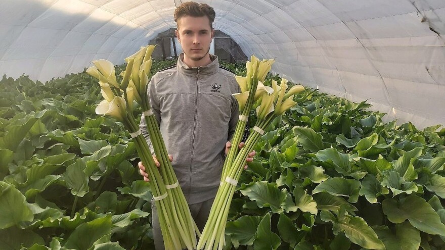 Kale, ukrasni suncokret, lizijantus - velika potražnja i posle 8. marta