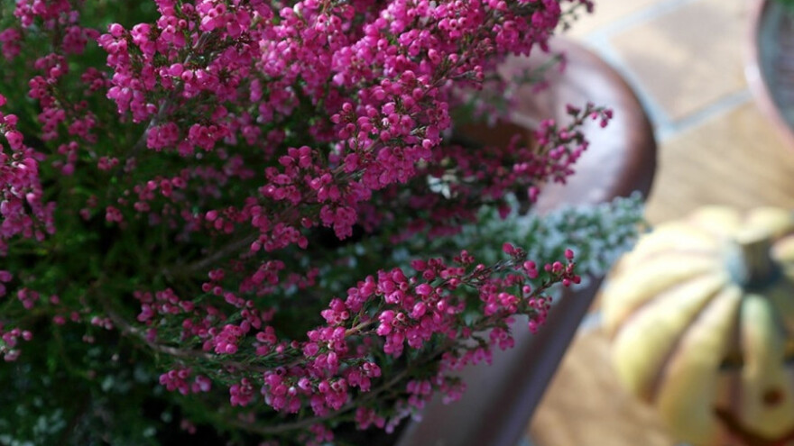 Erika - kraljica zime